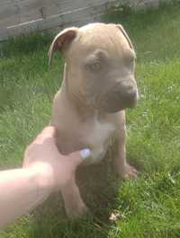 AMSTAFF blue fawn American Staffordshire Terrier