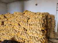 Ziemniaki jadalne soraya denar vineta paszowe odpadowe