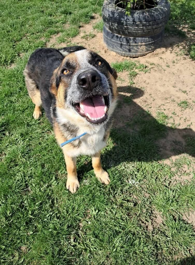 Piękny psi młodzieniec - Imbir do adopcji!