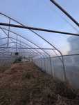 Tunel foliowy 50 m