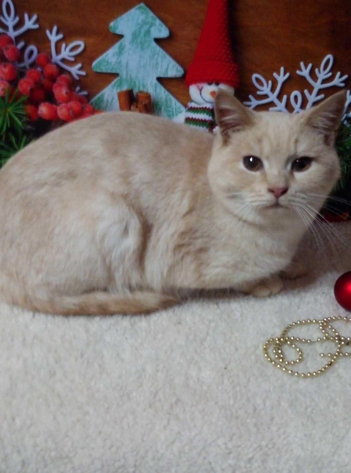 Шотландский молоденький котик