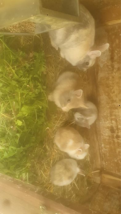 Króliki miniaturki na sprzedaz