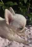 Chihuahua piesek kremowy