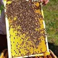 Пакеты пчелиные , отводки,  4 рамки Карника , Укр. степная 1300 грн