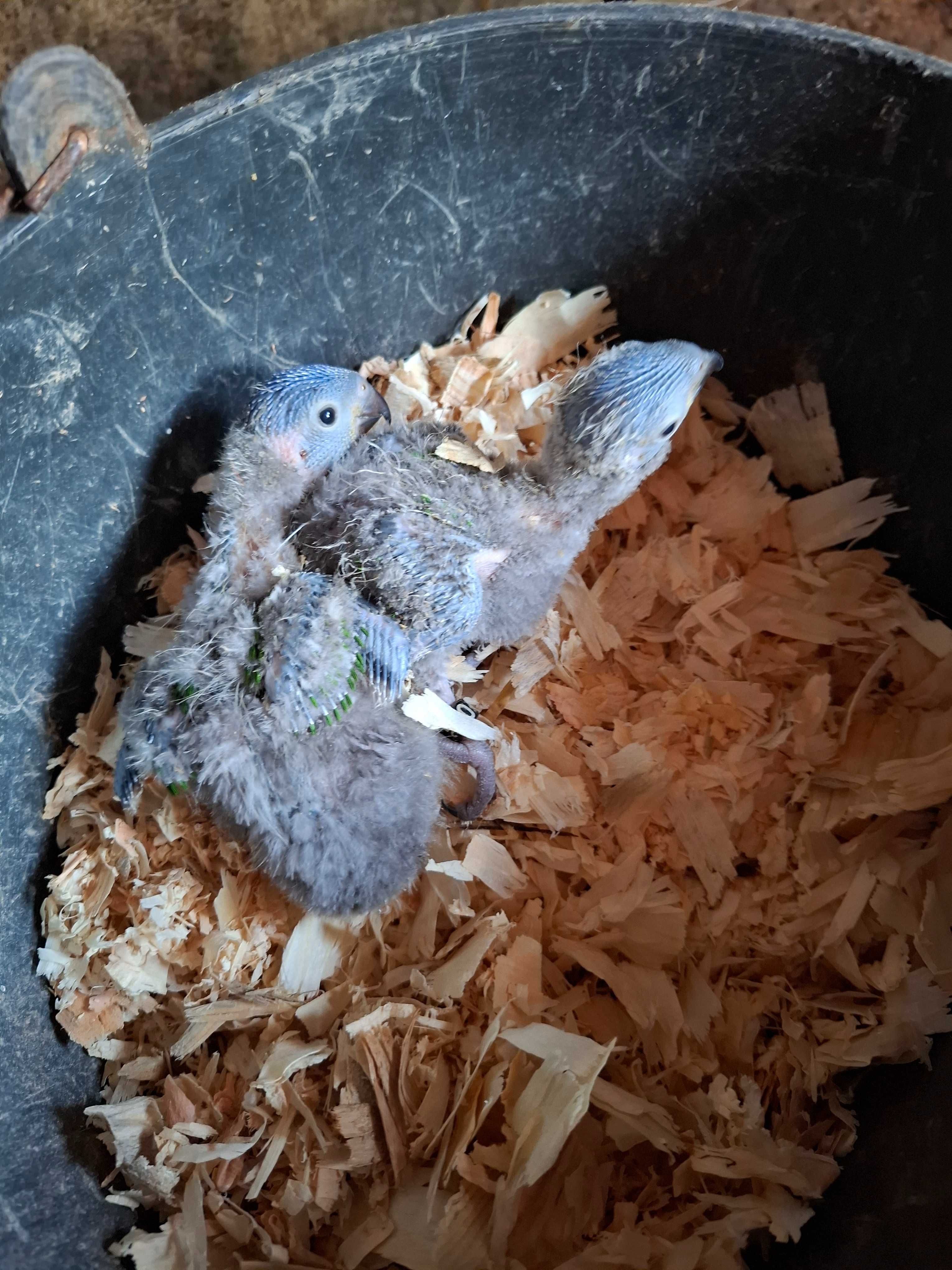 1 loris maluccanus para criar a mao disponível