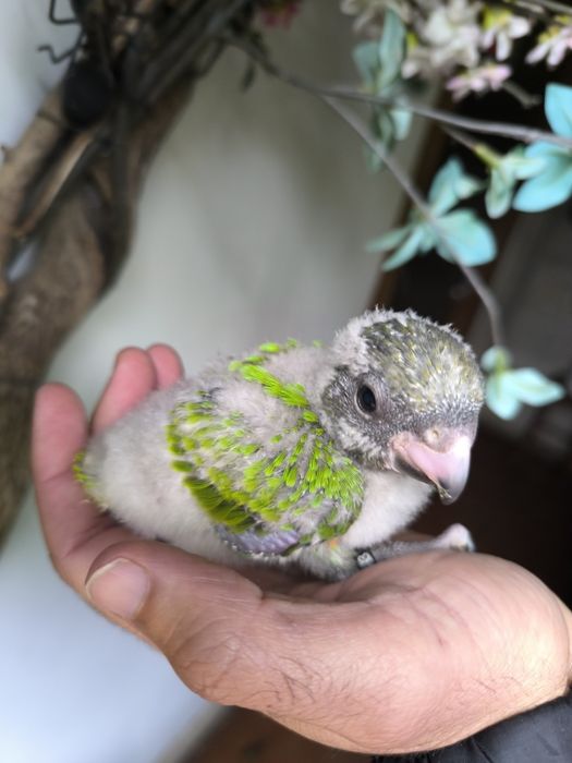 Papagaios do Senegal