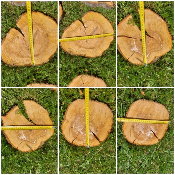 Plastry drewniane jabłoń