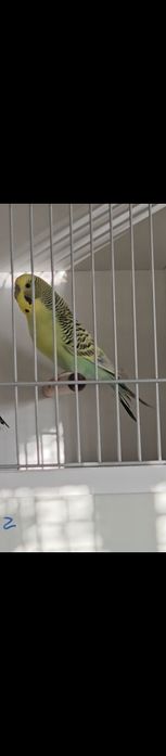 Casais de poupas e ingleses, entre outras várias aves.