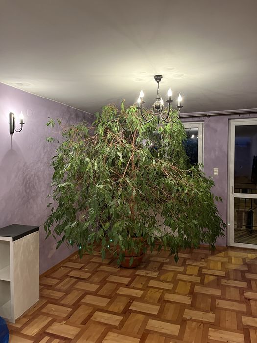 Fikus benjamina kwiat doniczkowy