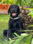 ZKwP (FCI) - Labrador retriever suczka rodowodowa szczeniaczek