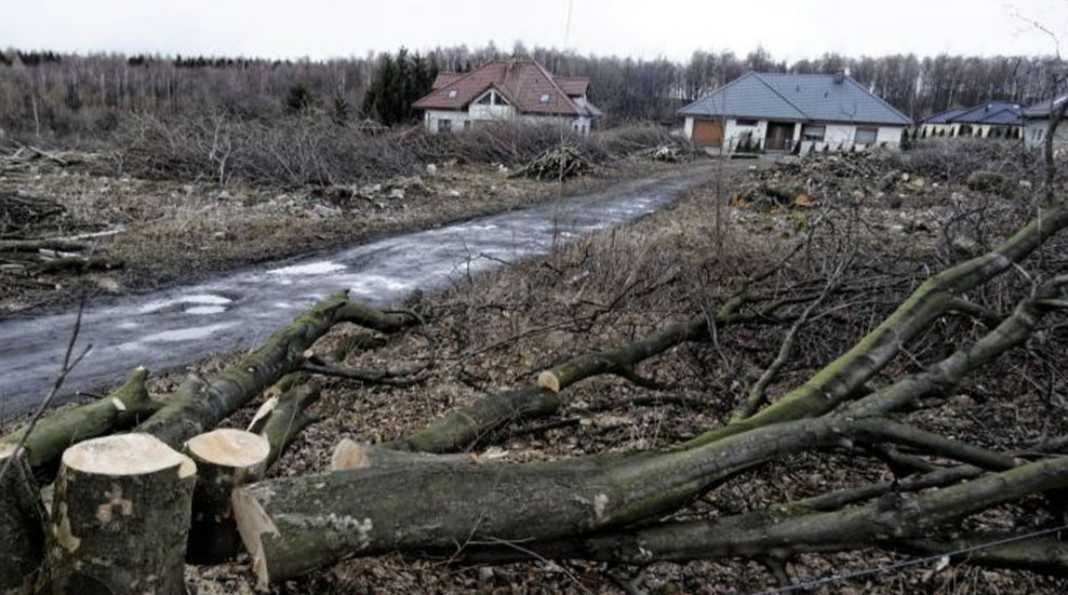 Wycinka Drzew Karczowanie Sprzątanie Działek Wywóz Gałęzi Radom