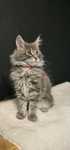 Koteczka Maine coon