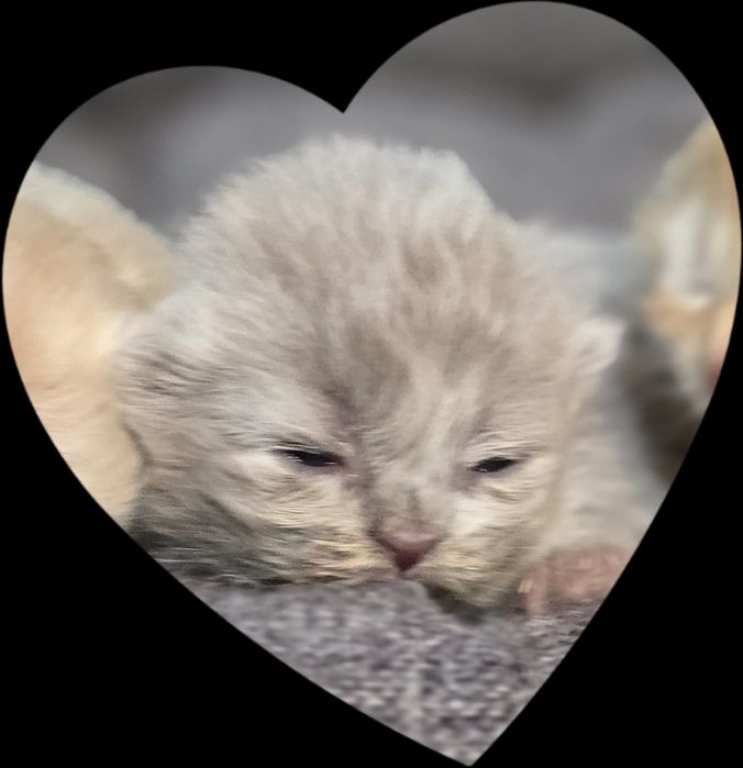 Szkocka kotka odbiór od grudnia