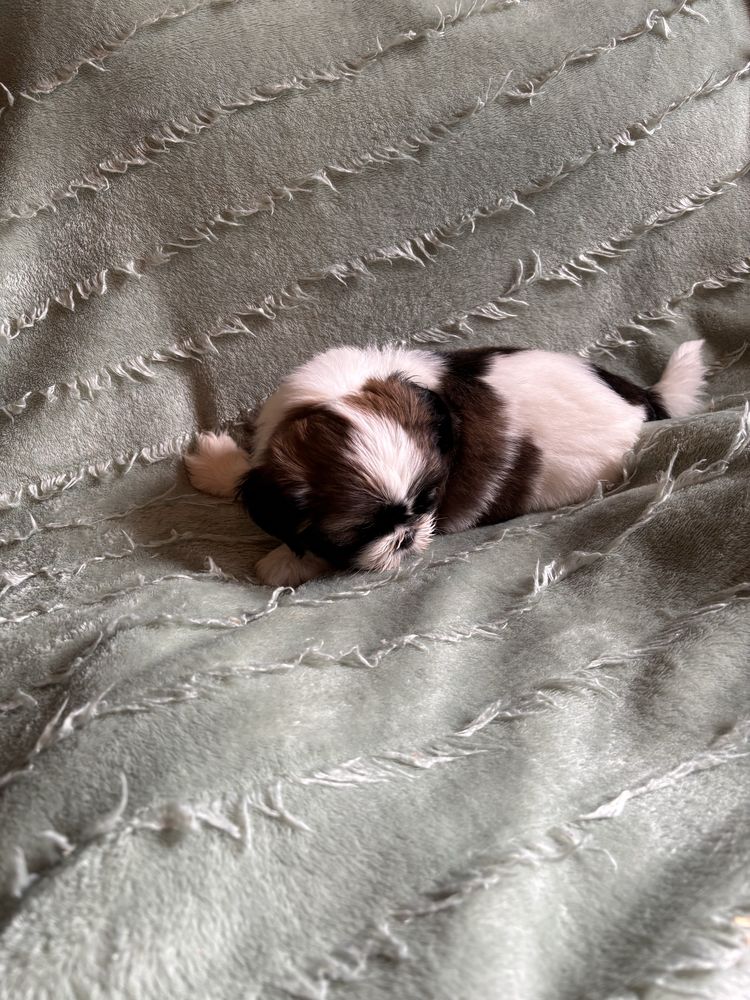 Shih Tzu Suczka.