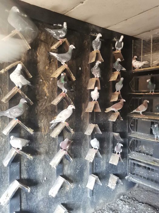 Sprzedam gołębie ozdobne