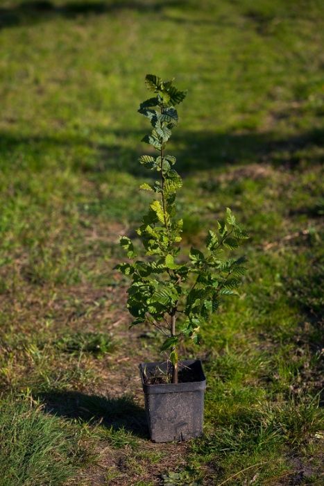Grab pospolity- doskonały na żywopłot 30-50cm, donica 1l