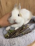 Królik karzełek jak teddy biały brązowy samiczka puchata zooanimals