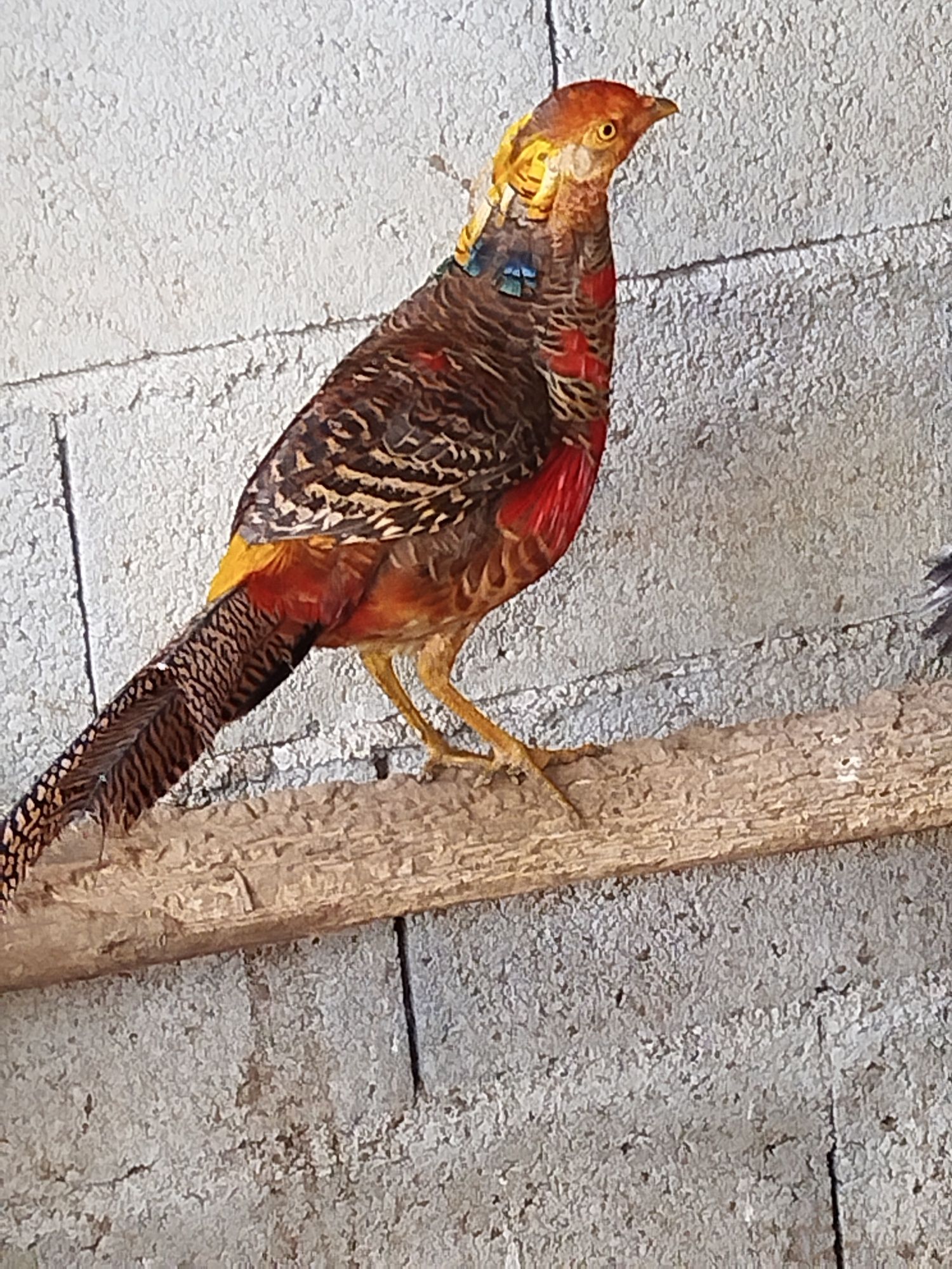 Faisão dourado 2024 e fêmea versicolor 2023