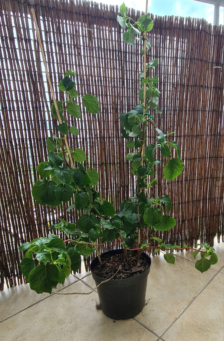 Hortensja pnąca 100 cm w doniczce białe kwiaty