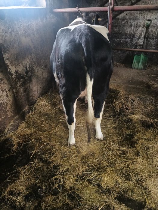 Sprzedam dwie jałówki cielne