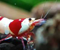 Krewetki Caridina Crystal Red