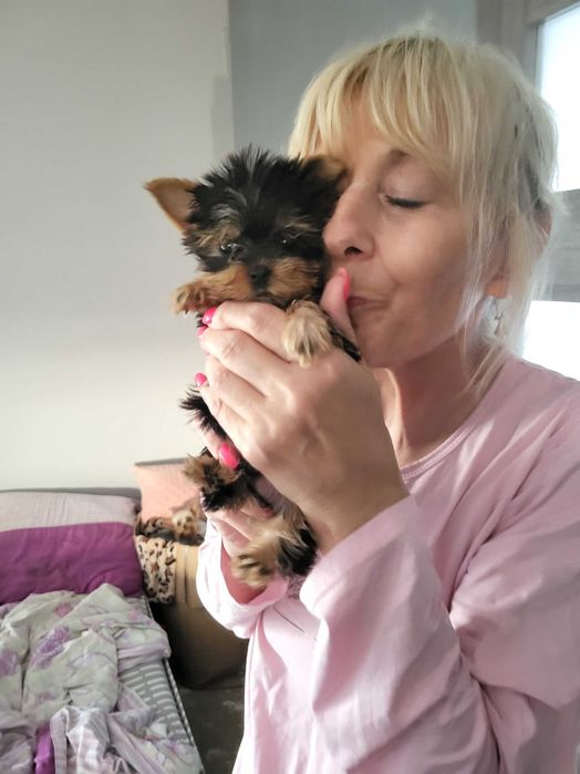 York Terrier piesek przękny miniaturka XS POSZPORT!!!
