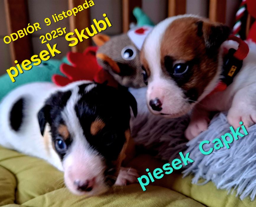 Piesek Jack Russell odbiór  9 listopada 2025r RODZICE W HODOWLI