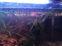 Peixes guppys novos