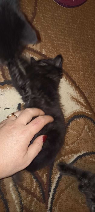 Кошенятко в добрі руки, хлопчик