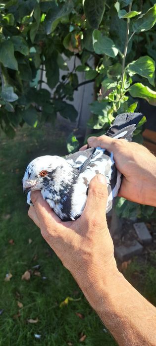 Sprzedam gołębie homery