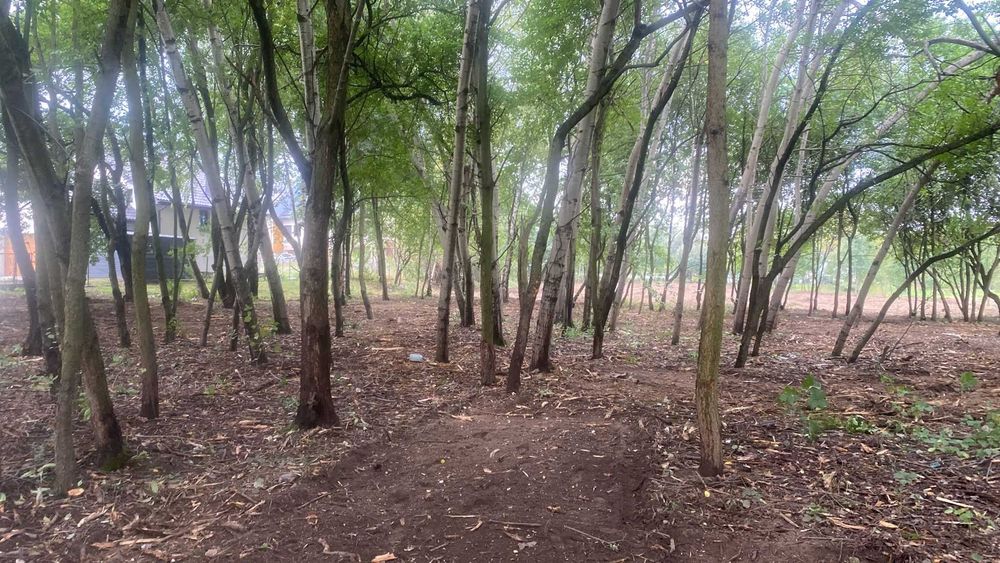 Karczowanie, czyszczenie działek, mulczer leśny usługi, wycinka drzew,