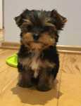 Yorkshire Terrier