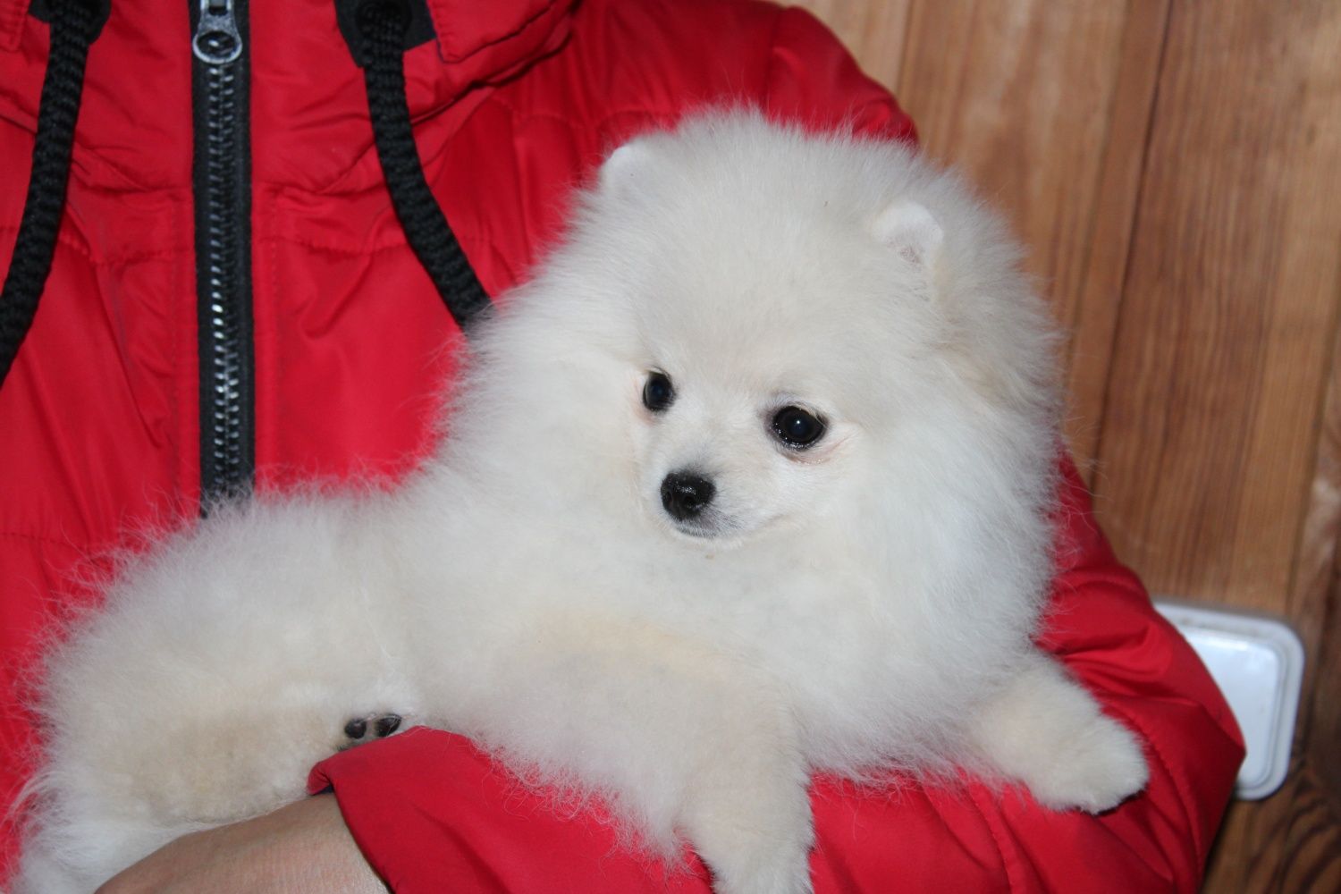 Pomeranian female FCI 4 months old! Померанський шпіц дівчинка крем!