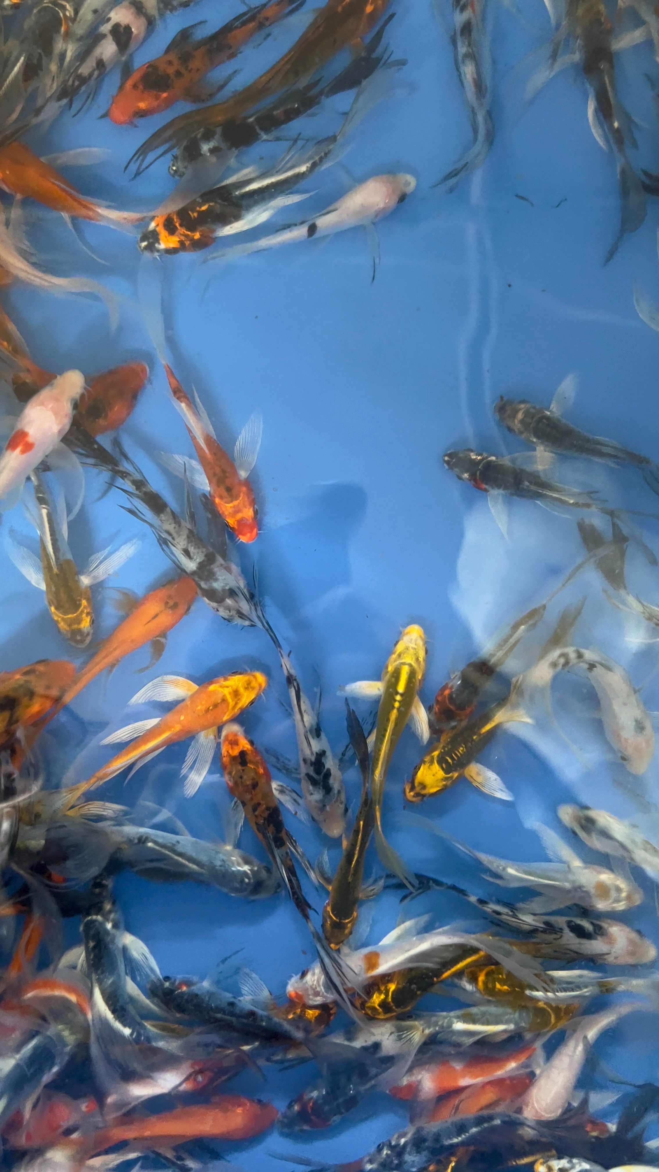 Oryginalne karpie koi