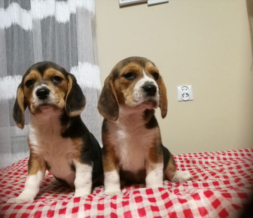 Piękne -szczenię Beagle