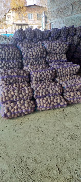 Продам Картошка белароса. каралева Анна оптам по девять гривень