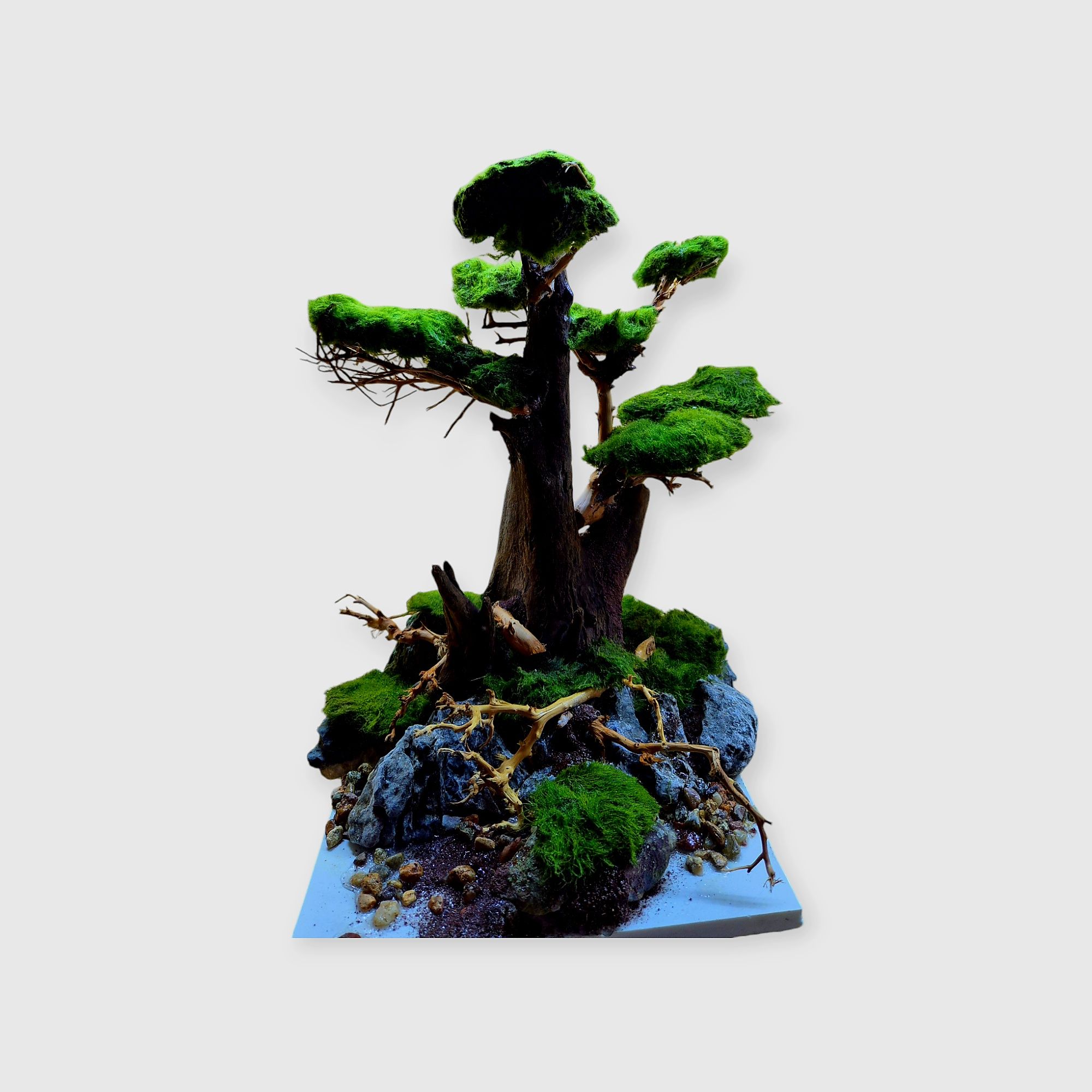 Drzewko bonsai do akwarium