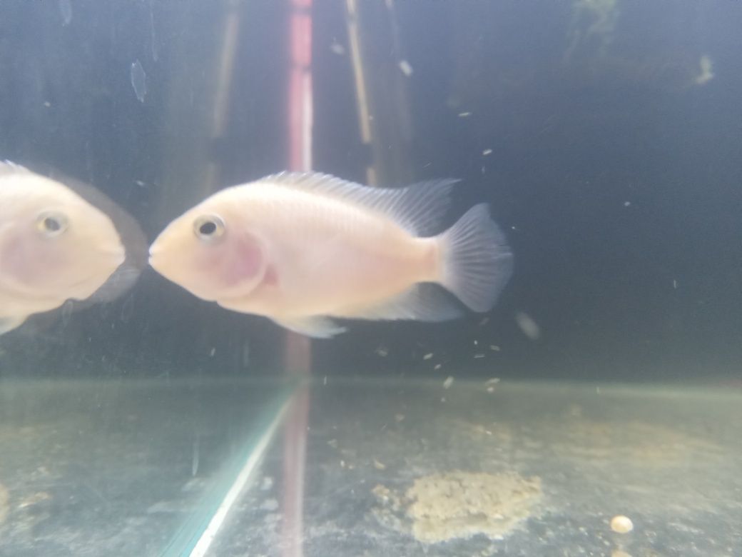 Pielegnica zebra albino