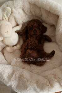 Maltipoo f2, Teddy poodle хлопчик, міні хлопчик!