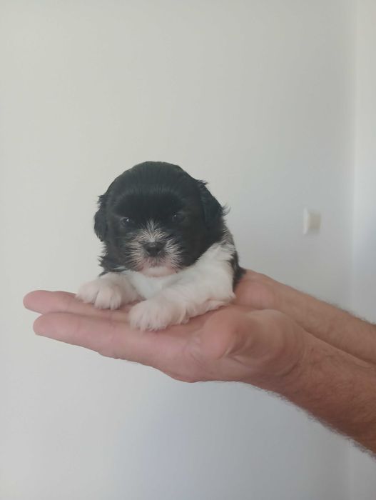 Piesek Shih Tzu gotowy na zmianę domu