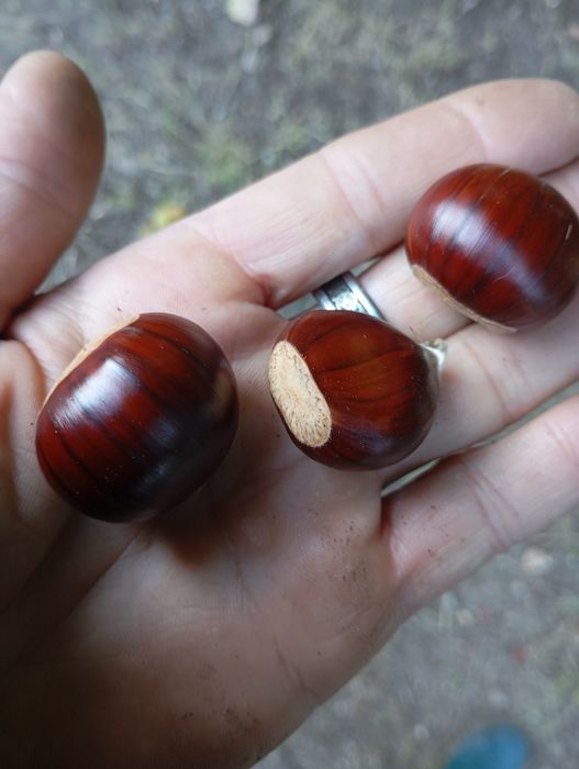 Castanha 1,50€ excelente qualidade