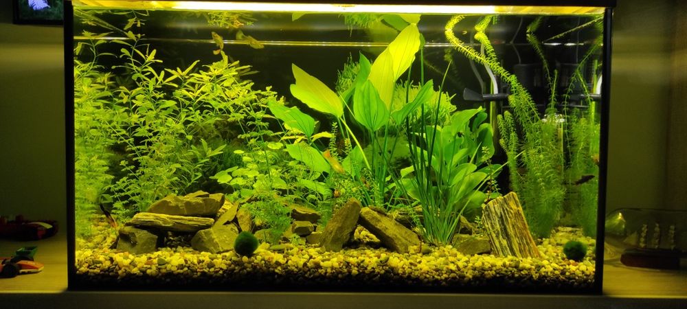 Akwarium 105 akcesoria