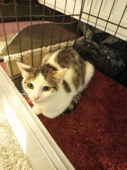 3 miesięczna kotka szuka domu niewychodzącego