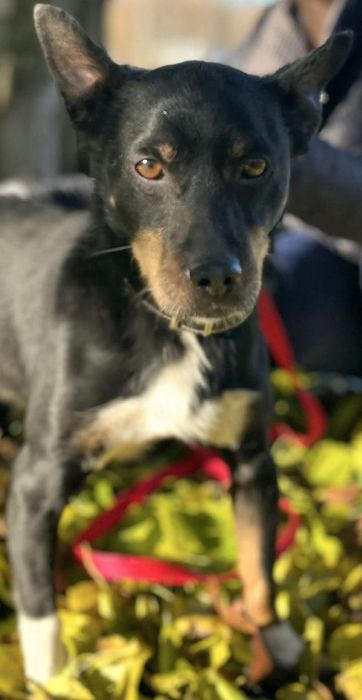 Stefan błaga o szansę i dom...