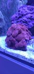 Koralowiec Discosome Red