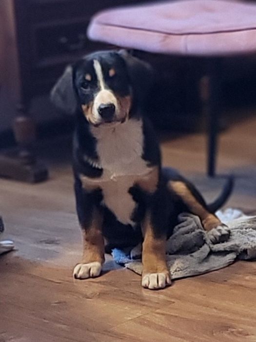 Entlebucher  Najmniejszy Pies Szwajcarski FCI