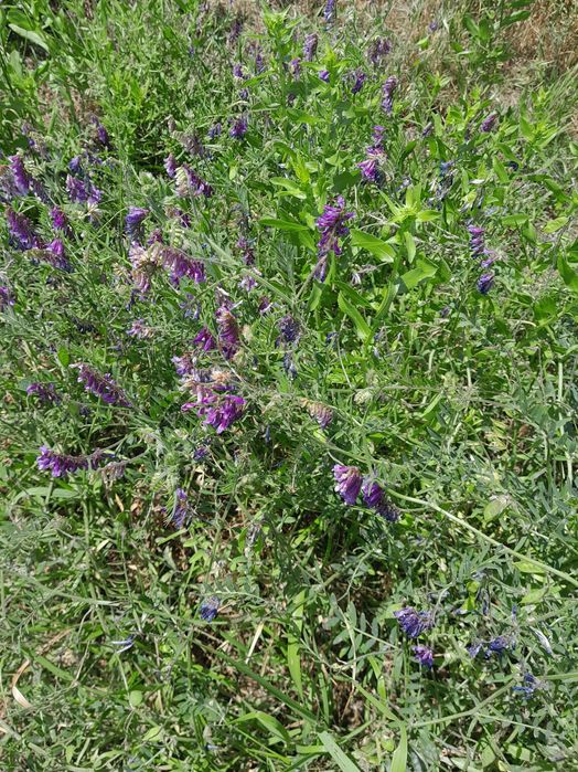 Продам участок в Аркадии. 5 соток. Под жилую застройку.