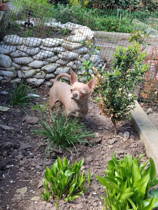 В'язка. Ліловий красень чихуахуа.