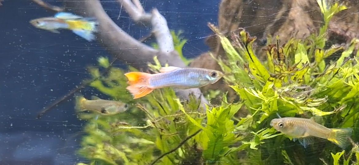 Guppys coloridos