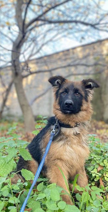 Німецька вівчарка довгошерстна